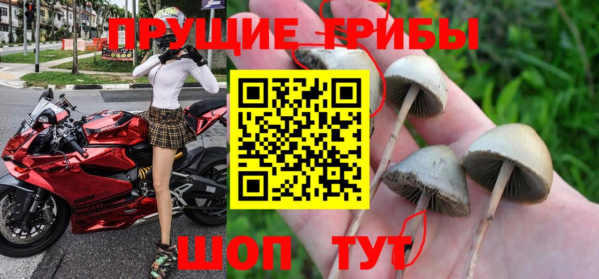 Лобня  Галлюциногенные грибы Psilocybine cubensis  Вход с VPN 